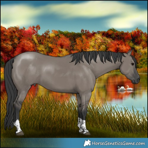 Horse Color:Grullo Tobiano 