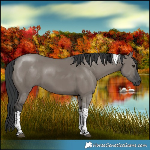 Horse Color:Grullo Tobiano