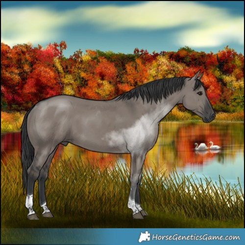 Horse Color:Grullo Tobiano