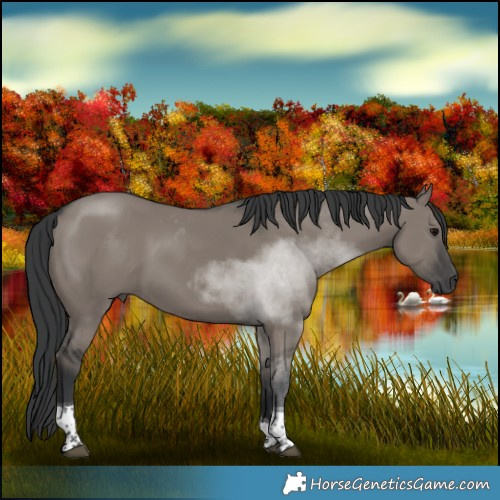 Horse Color:Grullo Tobiano