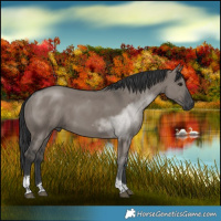 Horse Color:Grullo Tobiano 