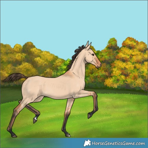 Horse Color:Bay Dun 