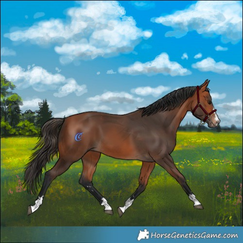 Horse Color:Bay 