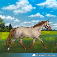 Horse Color:Red Dun
