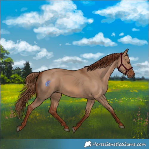 Horse Color:Red Dun