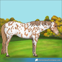 Horse Color:Chestnut Appaloosa 