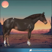 Horse Color:Liver Chestnut Tobiano 
