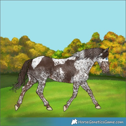 Horse Color:Liver Chestnut Splash Tobiano 