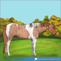 Horse Color:Red Roan Tobiano 
