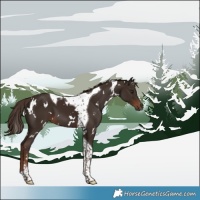 Horse Color:White Spotted Liver Chestnut Tobiano 