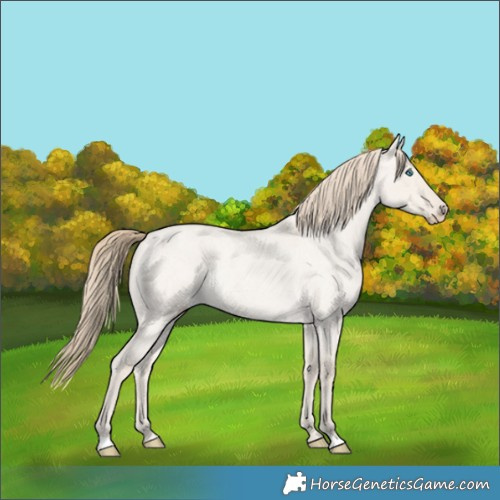 Horse Color:Smoky Creme Roan Dun 