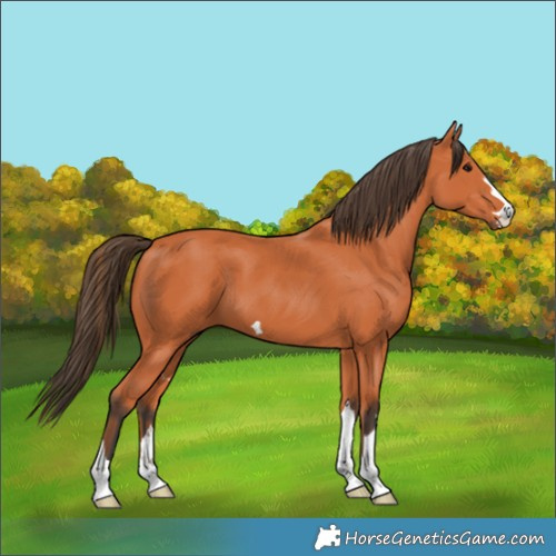 Horse Color:Bay 
