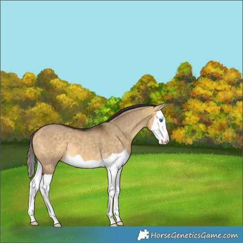 Horse Color:Buckskin Dun Splash