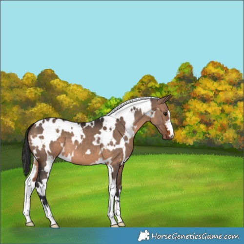 Horse Color:White Spotted Brown Dun 