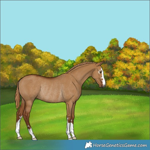 Horse Color:Gray Red Dun Rabicano 
