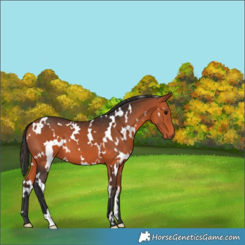 Horse Color:White Spotted Bay 