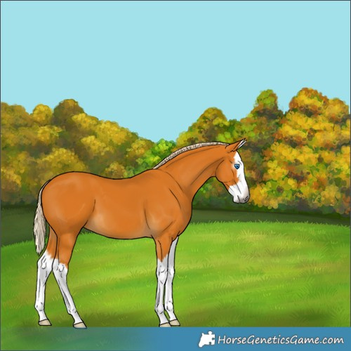 Horse Color:Gray Palomino Splash