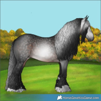 Horse Color:Gray Brown 