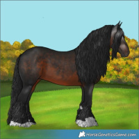 Horse Color:Gray Brown 