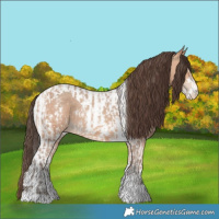 Horse Color:Amber Champagne Sabino Tobiano Appaloosa  and Amber Champagne Sabino Tobiano Appaloosa 