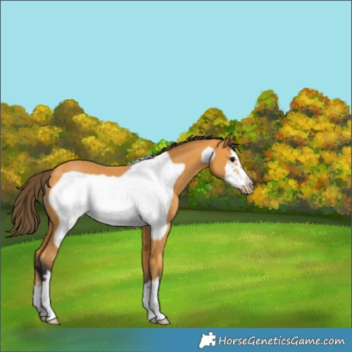 Horse Color:Buckskin Frame Rabicano 