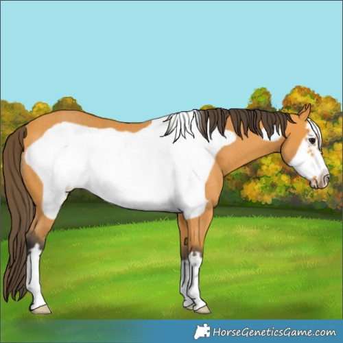 Horse Color:Buckskin Frame Rabicano