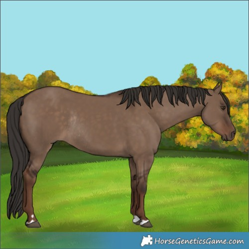 Horse Color:Liver Red Dun Rabicano 