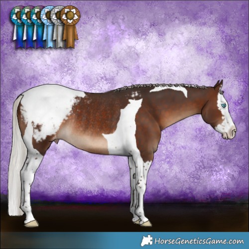 Horse Color:Silver Brown Splash Tobiano Appaloosa Rabicano 