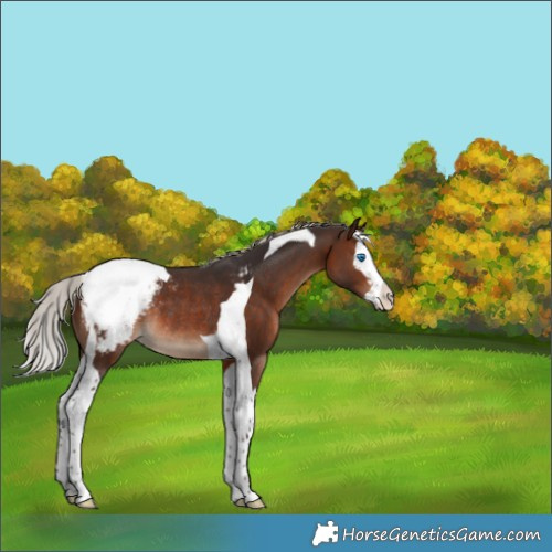Horse Color:Silver Brown Splash Tobiano Appaloosa Rabicano