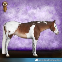 Horse Color:Silver Brown Splash Tobiano Appaloosa Rabicano