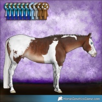 Horse Color:Silver Brown Splash Tobiano Appaloosa Rabicano 