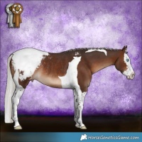 Horse Color:Silver Brown Splash Tobiano Appaloosa Rabicano 