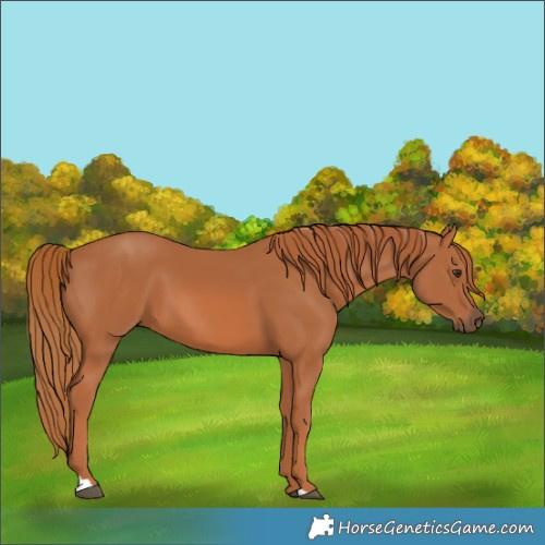 Horse Color:Chestnut 