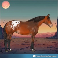 Horse Color:Bay Appaloosa 
