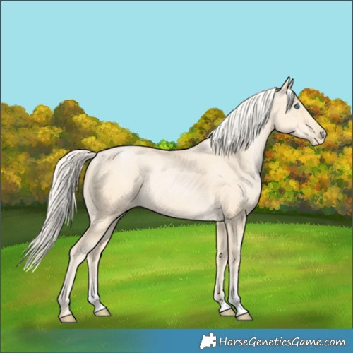 Horse Color:Palomino Pearl Sabino 