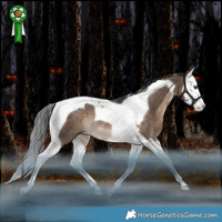 Horse Color:Brown Dun Splash Tobiano Rabicano