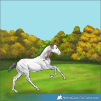 Horse Color:Bay Dun Splash Tobiano Rabicano 