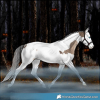 Horse Color:Bay Dun Splash Tobiano Rabicano 