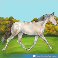 Horse Color:White Spotted Bay Snowdrop Dun Tobiano Appaloosa Rabicano 