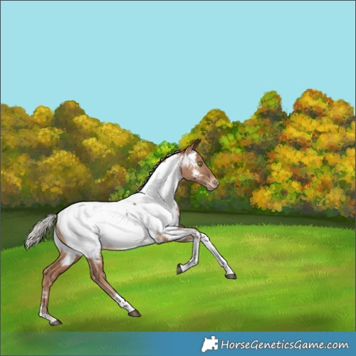 Horse Color:Silver Brown Pearl Tobiano Appaloosa Rabicano