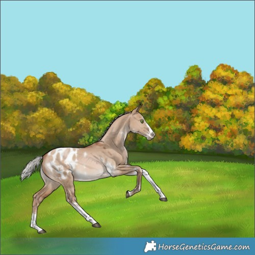Horse Color:White Spotted Silver Brown Pearl Dun Splash Tobiano Appaloosa Rabicano