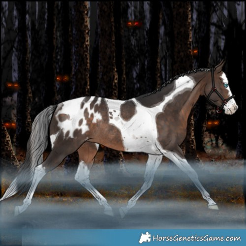 Horse Color:Bay Splash Tobiano Appaloosa Rabicano 