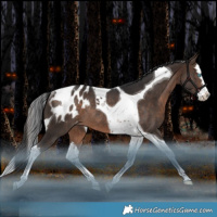 Horse Color:Bay Splash Tobiano Blanket Rabicano