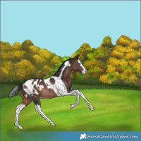 Horse Color:Bay Splash Tobiano Appaloosa Rabicano 