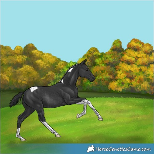Horse Color:Black Tobiano Rabicano