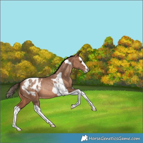 Horse Color:Brown Pearl Splash Tobiano Appaloosa Rabicano