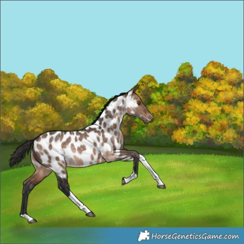 Horse Color:Brown Dun Tobiano Appaloosa Rabicano