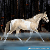 Horse Color:White Spotted Brown Snowdrop Splash Tobiano Rabicano