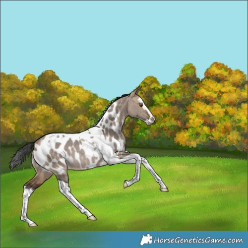 Horse Color:Bay Dun Splash Tobiano Appaloosa Rabicano