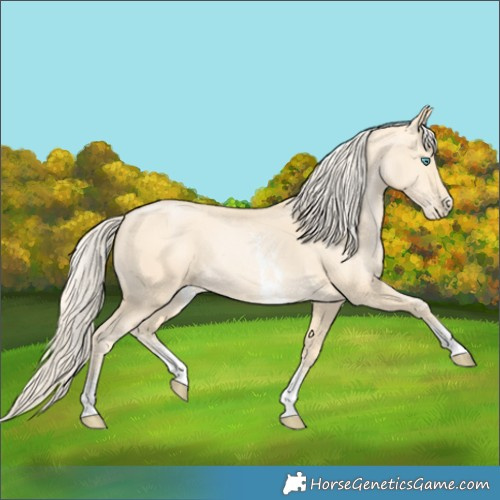 Horse Color:Palomino Pearl Sabino 
